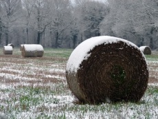 Hay in Snow